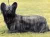 skye terrier
