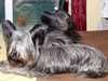 skye-terrier breeders