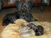 skye-terrier puppies
