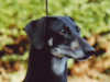 sloughi breeders