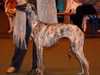 sloughi stud-dogs