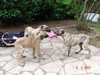 sloughi puppies