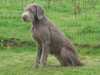 slovakian rough haired pointer