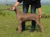 slovakian-rough-haired-pointer breeders