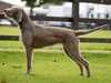 slovakian-rough-haired-pointer stud-dogs