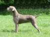 slovakian-rough-haired-pointer puppies