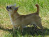 smooth coat chihuahua