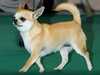 smooth-coat-chihuahua breeders