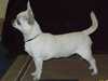 smooth-coat-chihuahua owners