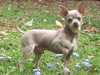 smooth-coat-chihuahua stud-dogs