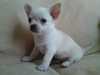 smooth-coat-chihuahua puppies