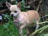 smooth-coat-chihuahua results