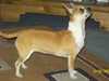 smooth-coat-chihuahua clubs