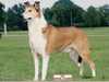smooth collie