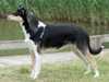 smooth-collie breeders