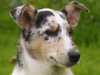smooth-collie owners