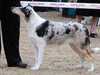 smooth-collie stud-dogs