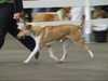 smooth-collie results