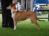 smooth-collie clubs