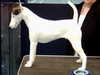 smooth-fox-terrier breeders