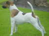 smooth-fox-terrier owners