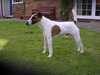 smooth-fox-terrier stud-dogs