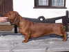 smooth haired dachshund