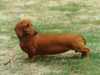 smooth-haired-dachshund breeders