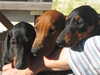 smooth-haired-dachshund owners