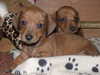 smooth-haired-dachshund stud-dogs