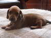 smooth-haired-dachshund puppies