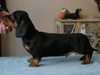smooth-haired-dachshund results