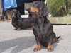 smooth-haired-dachshund clubs
