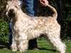 soft coated wheaten terrier