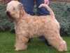 soft-coated-wheaten-terrier breeders