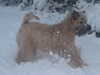 soft-coated-wheaten-terrier owners