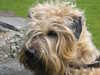 soft-coated-wheaten-terrier stud-dogs