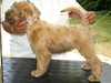 soft-coated-wheaten-terrier puppies