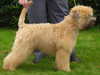 soft-coated-wheaten-terrier results