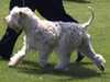 soft-coated-wheaten-terrier clubs