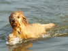 spanish water dog