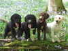 spanish-water-dog breeders