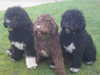 spanish-water-dog puppies