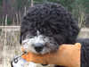 spanish-water-dog results