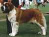 st bernard