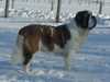 st-bernard breeders