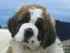 st-bernard owners