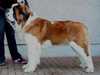st-bernard stud-dogs