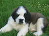 st-bernard puppies