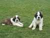 st-bernard results